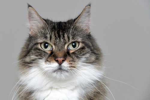 Free A fluffy tabby cat with piercing green eyes and long whiskers, captured in close-up. Stock Photo