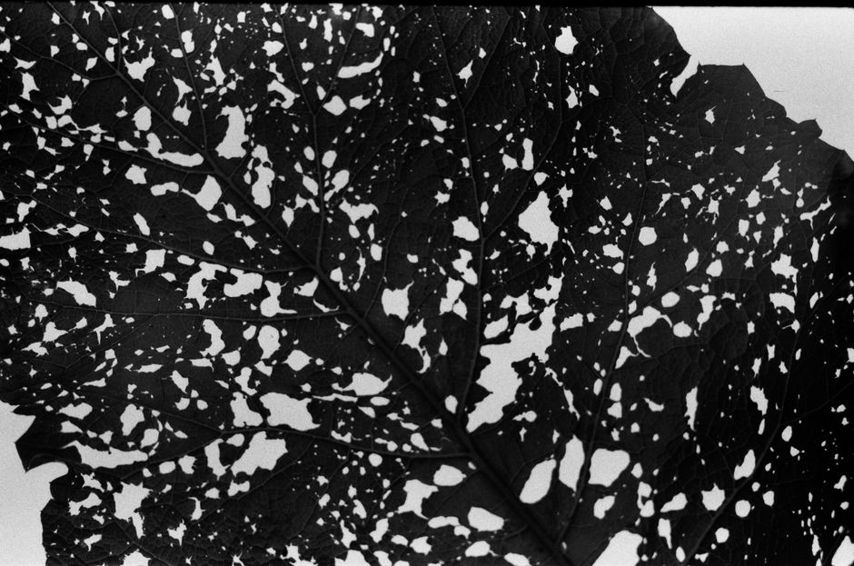 Top view of black and white texture of big leaf with holes as abstract background