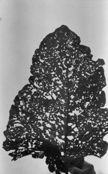 Black and white of crop anonymous person demonstrating big dry leaf with uneven surface and holes