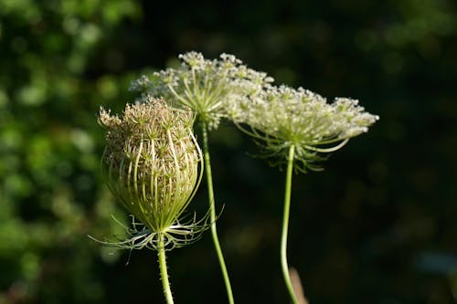 Flowers in Close Up