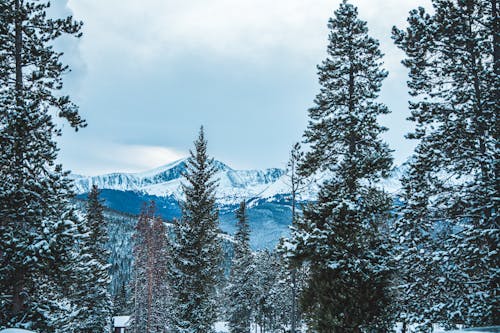 Green Pine Trees Covered with Snow