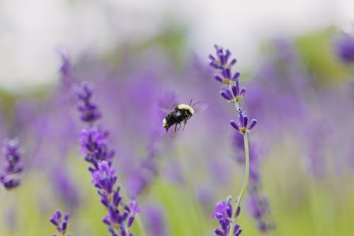 Free stock photo of bee, bee farm, blooming lavender