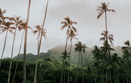 Tall Green Coconut Trees in an Island