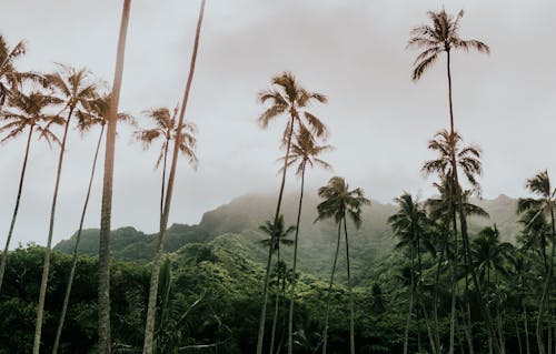 Photos gratuites de cocotiers, exotique, fond d'écran 4k