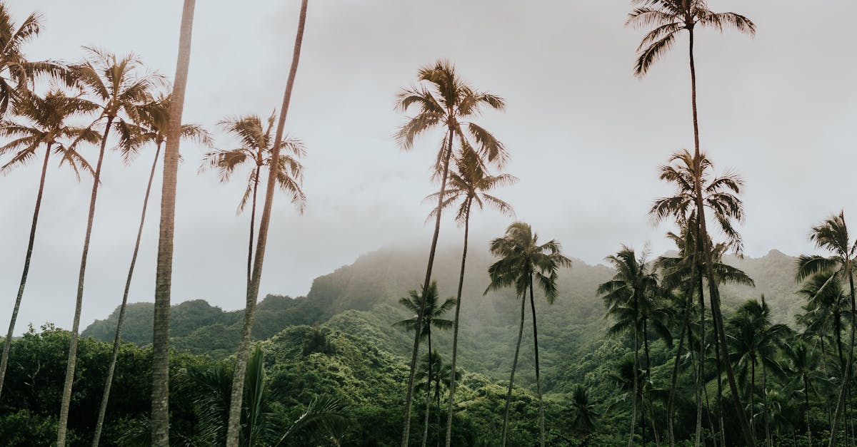Photo by Cole Keister Tall coconut palm trees sway against a misty mountain backdrop, capturing tropical paradise vibes.
