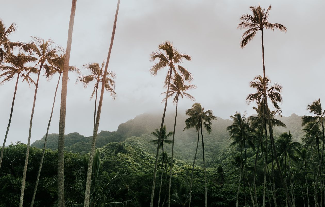 Coconut Palm