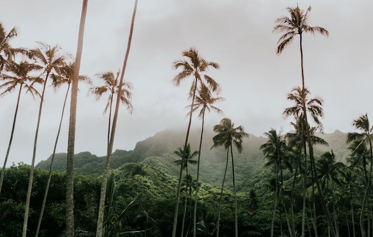 Tall Green Coconut Trees In An Island