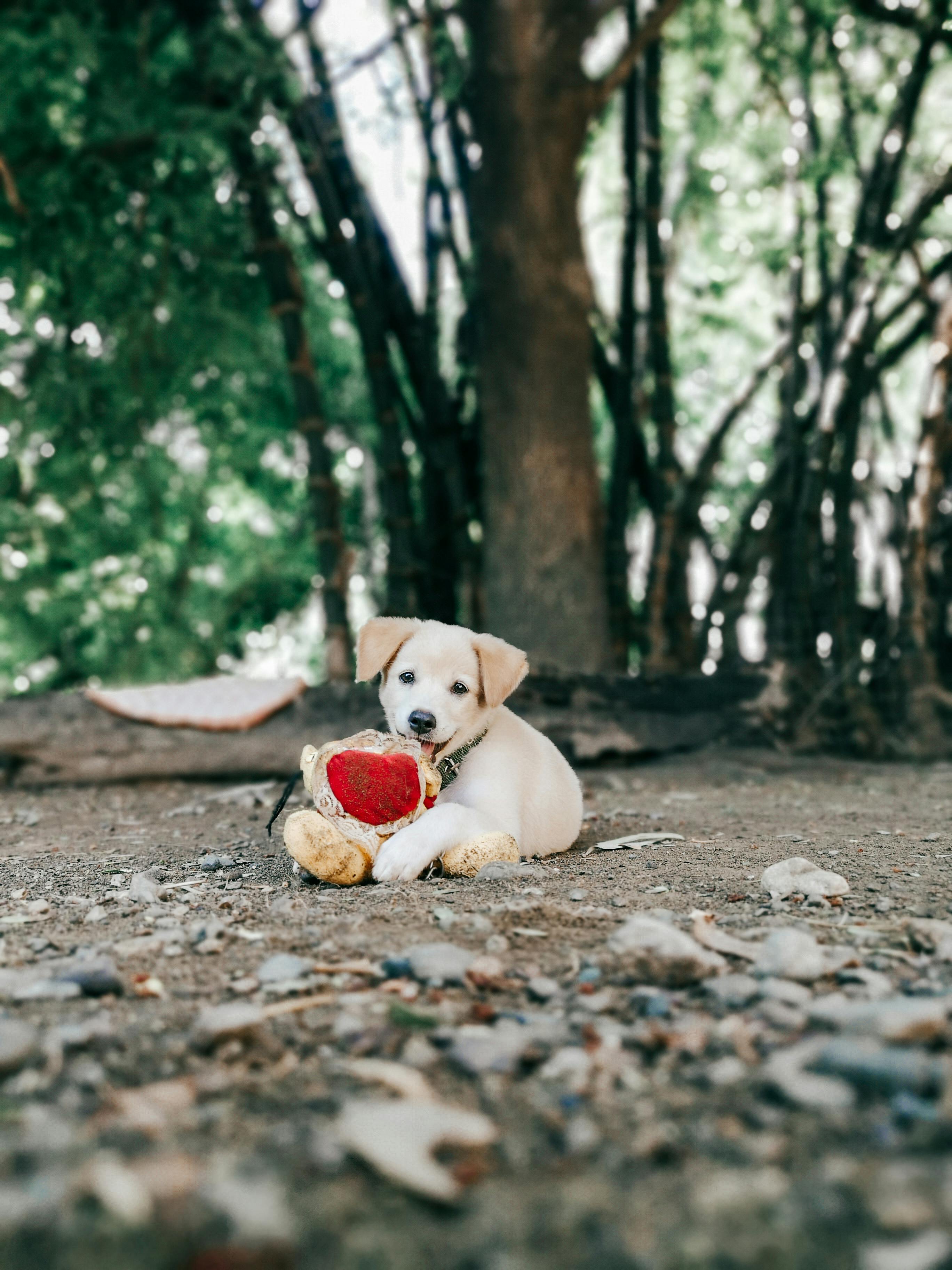 A Dog with Plush Toy Heart on Ground · Free Stock Photo