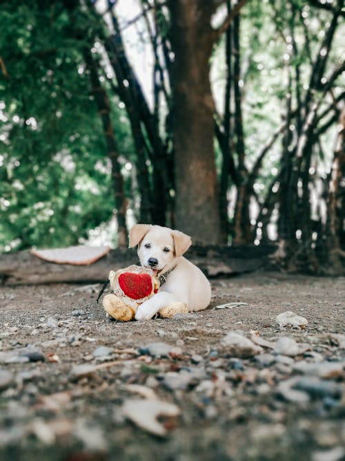 Kostenloses Stock Foto zu boden, haustier, hund