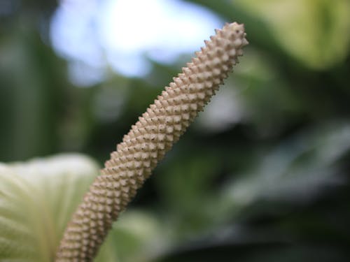 Základová fotografie zdarma na téma botanická zahrada, detail rostliny