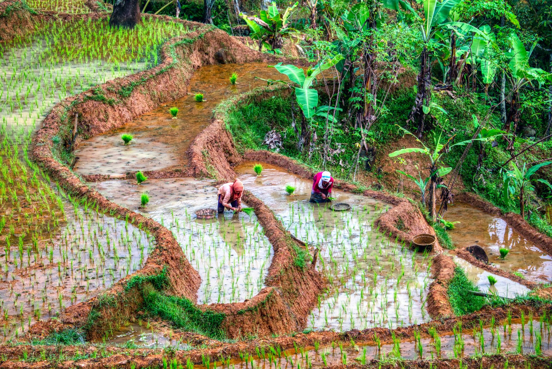 Two farmers working in vibrant rice terraces in West Java, showcasing traditional agriculture.
