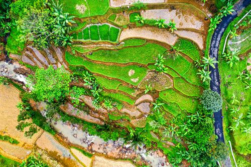 Free Stunning aerial shot of lush rice terraces and winding streams in West Java, Indonesia. Stock Photo