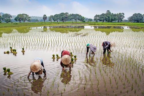 People Bending Down while Harvesting on the Rice Field