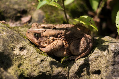 Free stock photo of frog, toad, toadstool