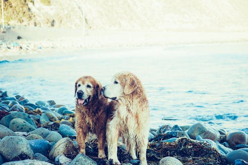 Two Adult Golden Retrievers Near the Body of Water