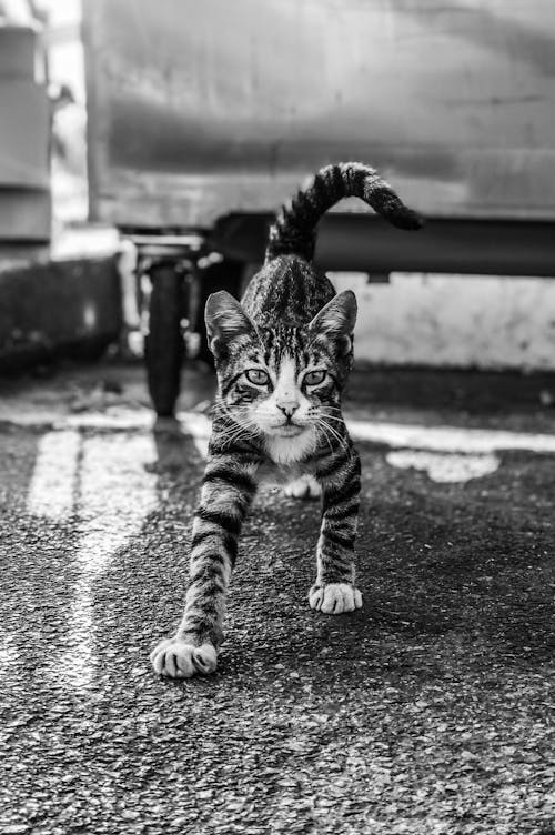 Grayscale Photo of a Tabby Cat