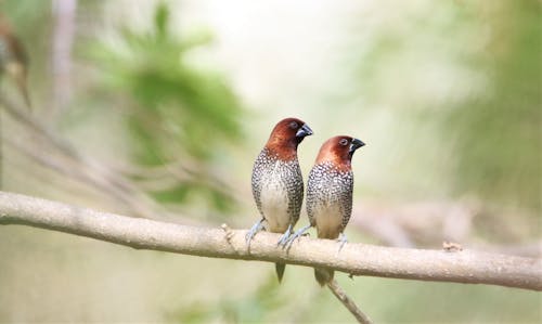 Birds Perched on a Branch
