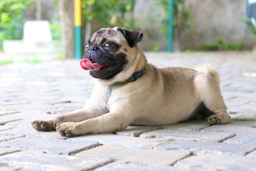 Foto stok gratis anak anjing, anjing, berbohong