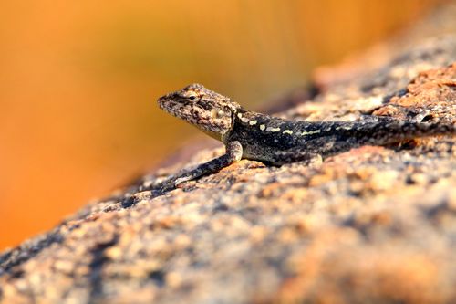 Free Vivid close-up of a rock agama lizard basking in the sun on a textured rock surface. Perfect nature shot. Stock Photo