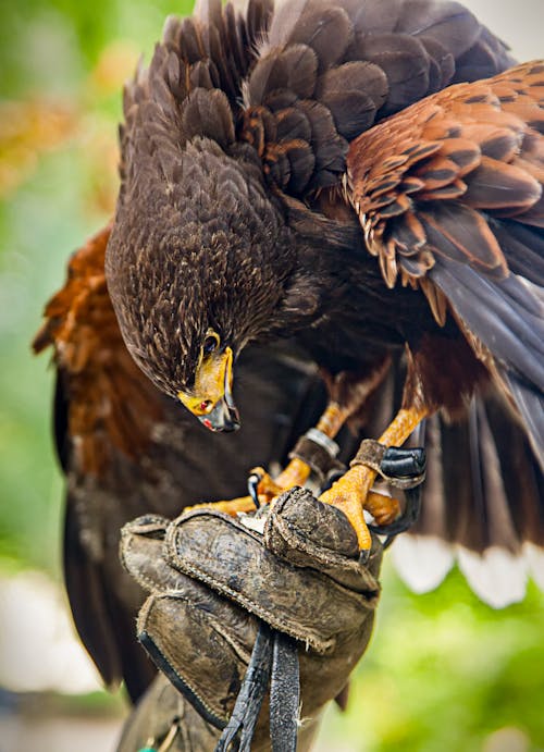 Brown Eagle Perched on a Leather Glove
