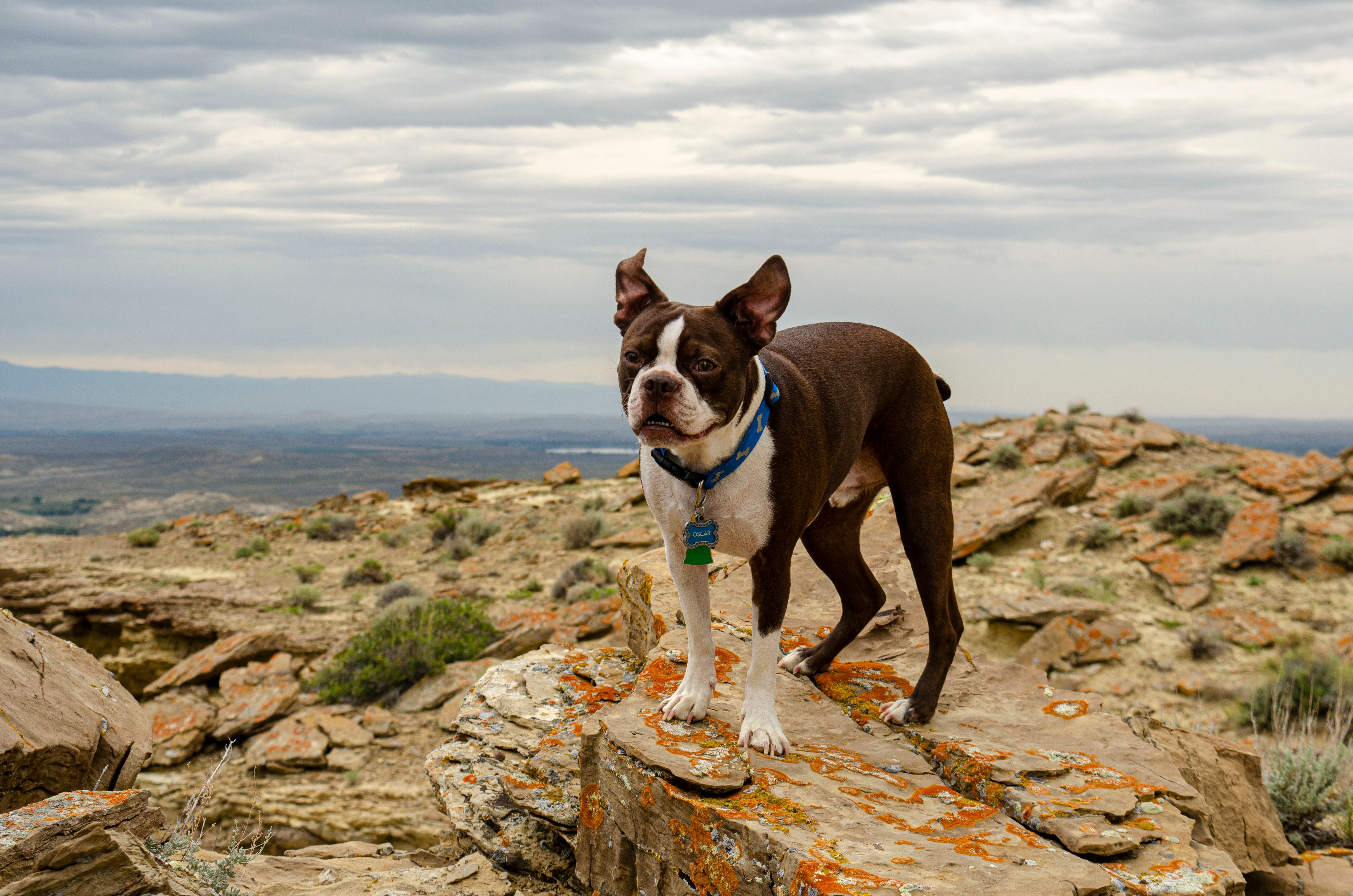 Boston Terrier on rocky terrain in Powell, Wyoming with scenic mountain backdrop.