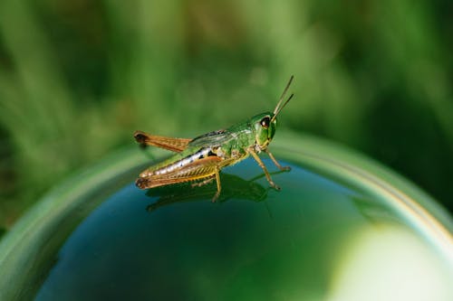 Free Close-up of a Green Grasshopper Stock Photo