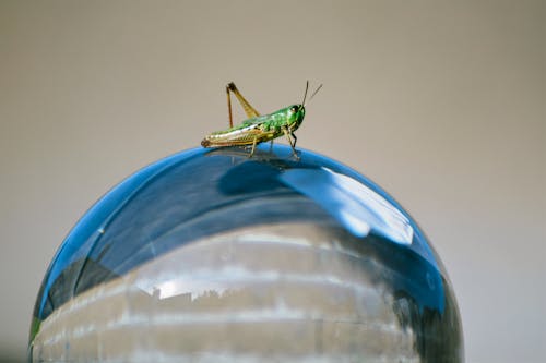 Free Close-up of a Grasshopper on a Ball Stock Photo