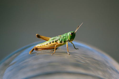 Free Green Grasshopper on a Ball Stock Photo