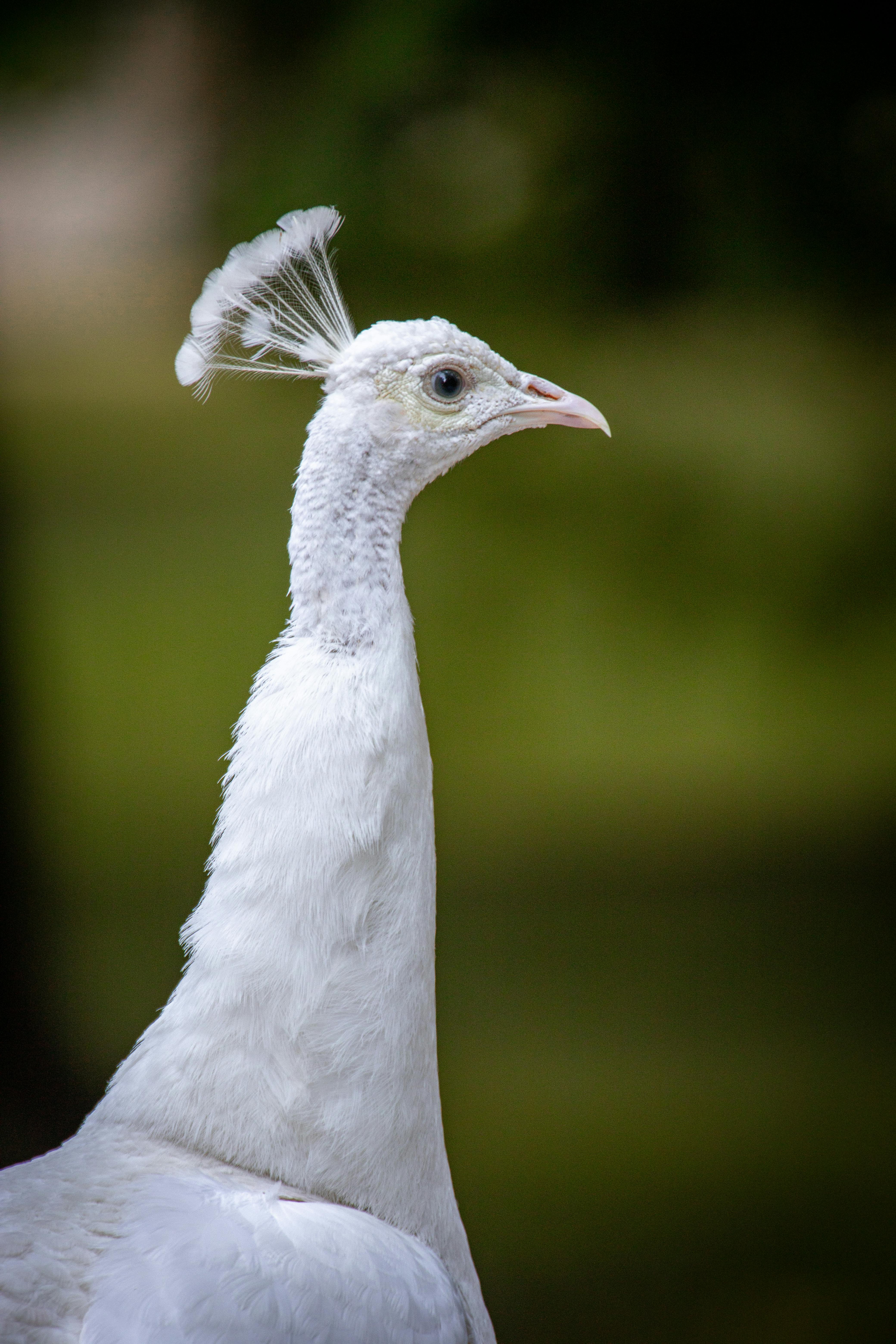 White Peacock Photos, Download The BEST Free White Peacock Stock Photos &  HD Images