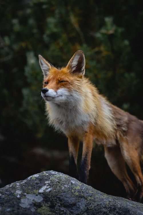 Free Close-up of a red fox standing on a rock, showcasing its striking fur in a natural setting. Stock Photo