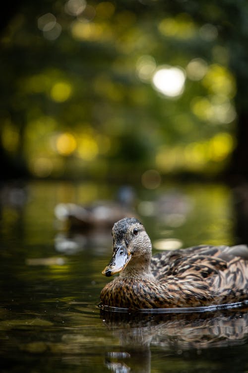 Photos gratuites de bokeh, canard, colvert