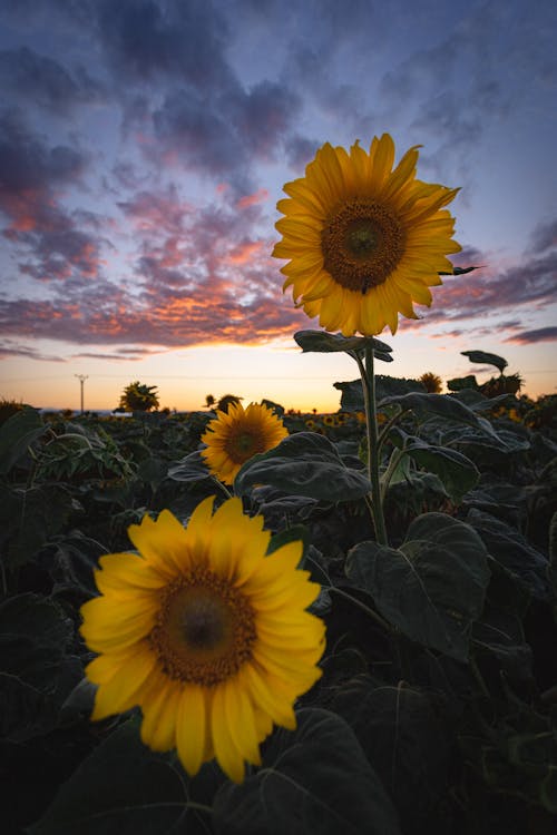 Free Close-Up Shot of Sunflowers During Sunset Stock Photo