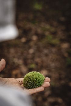 A detailed close-up of a hand holding a spiky chestnut against a forest ground background.