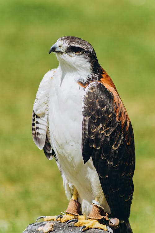 Darmowe zdjęcie z galerii z natura, pionowy strzał, portret