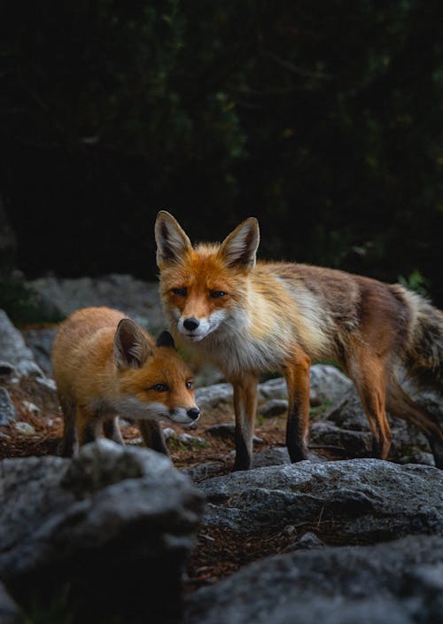 免费 布朗狐狸在灰色的岩石上 素材图片