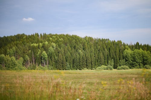 Foto stok gratis alam, bidang, hutan