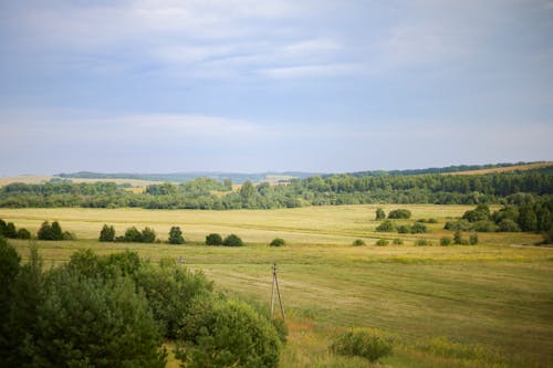 Kostenloses Stock Foto zu grasfläche, grüne bäume, grünes gras