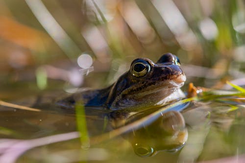 Close-Up View of a Frog