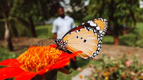 Бесплатное стоковое фото с бабочка, красота в природе, крупный план