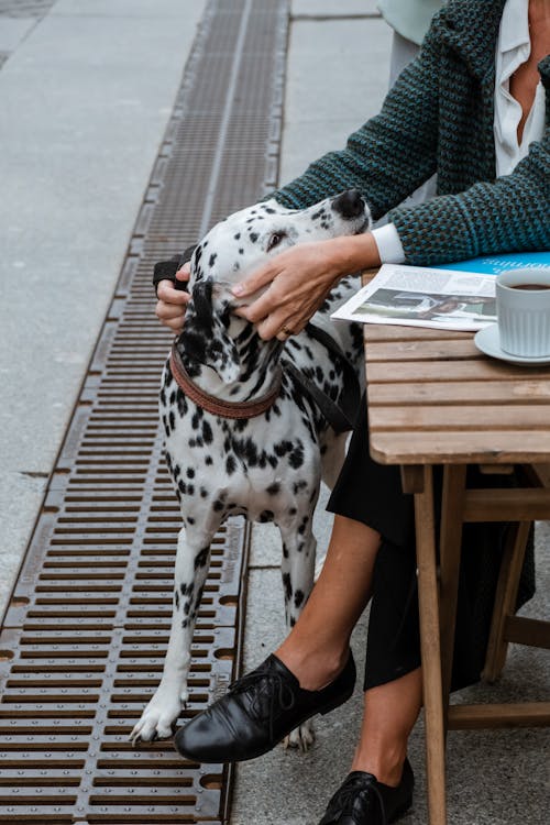 Free Dalmatian Dog Sitting on Brown Wooden Bench Stock Photo