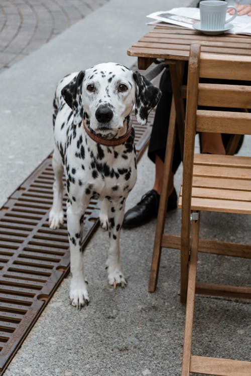 Free Black and White Dalmatian Dog Sitting on Brown Wooden Chair Stock Photo