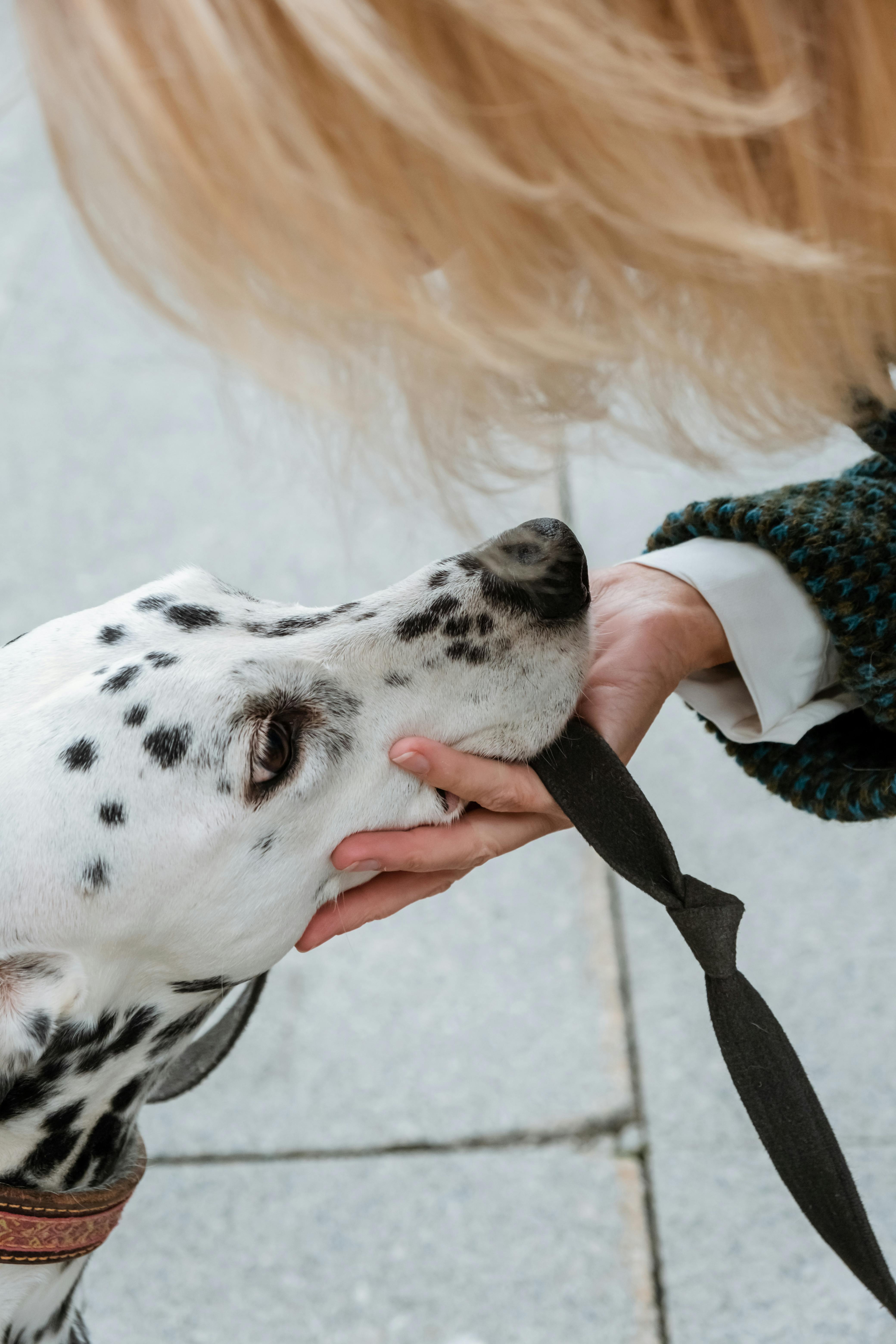 一位金发女子在户外轻轻抱着达尔马提亚犬的特写