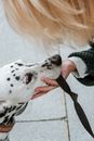 一位金发女子在户外轻轻抱着达尔马提亚犬的特写