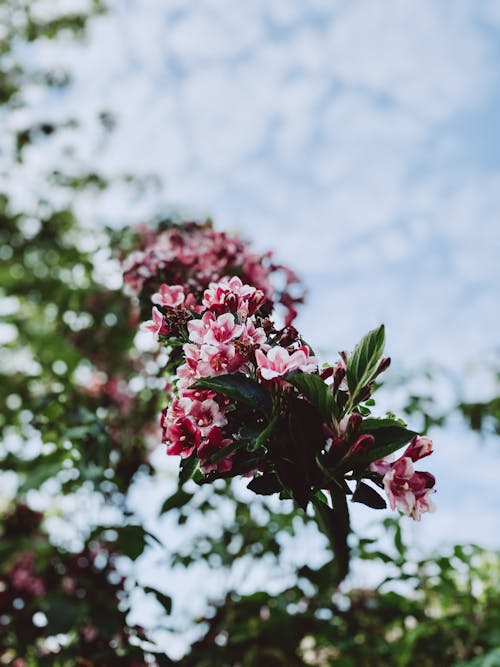 Close-Up View of Pink Flowers