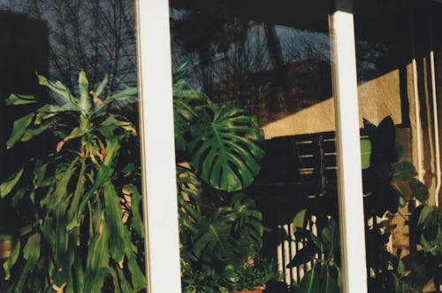 Green Potted Plants in Window