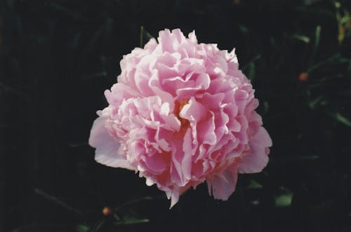 Peônia Rosa Em Fotografia De Close Up