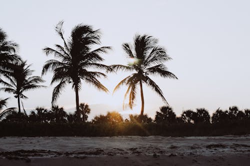 Безкоштовне стокове фото на тему «берег, море, пальми» стокове фото