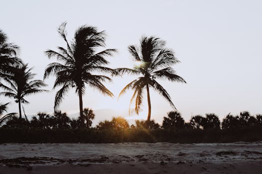 Serene tropical beach scene with palm trees silhouetted against a sunrise sky, perfect for a tranquil and natural wallpaper.