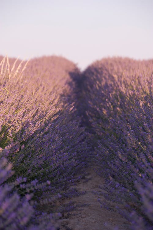 Blooming Lavender Field