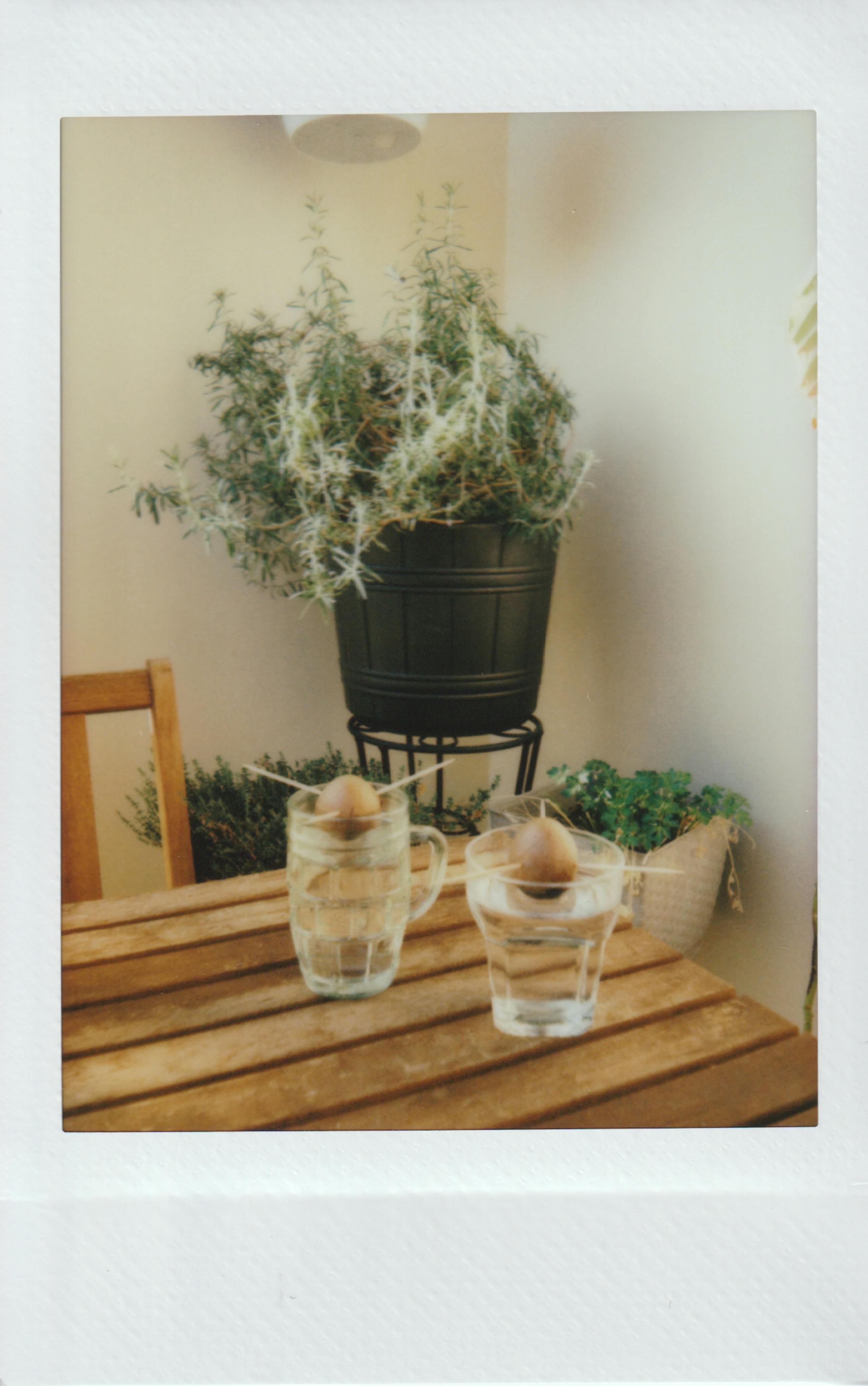 Indoor plants in pots on a wooden table, creating a serene and green atmosphere.